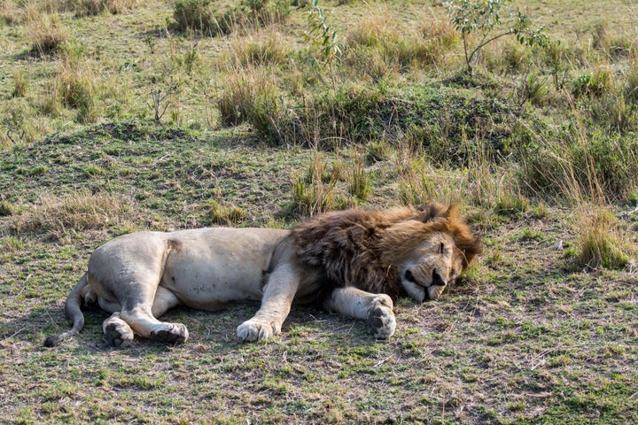 Male lions are notorious for not contributing much to their prides. 