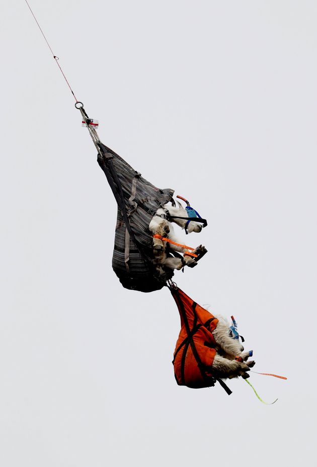 A pair of mountain goats, including a billy, top, and a nanny, hang in slings as they are airlifted by helicopter.