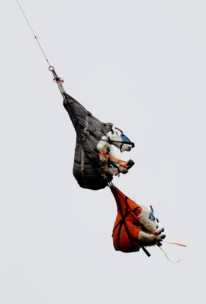 A pair of mountain goats, including a billy, top, and a nanny, hang in slings as they are airlifted by helicopter.