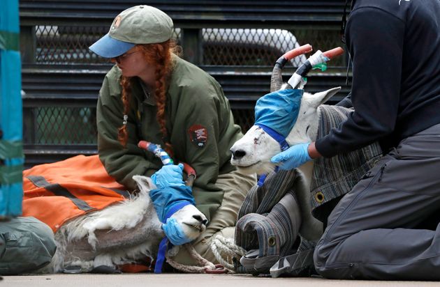  A pair of blindfolded and hobbled mountain goats, including a billy, right, and a nanny, are cradled by workers in the back of a truck after being airlifted by helicopter.