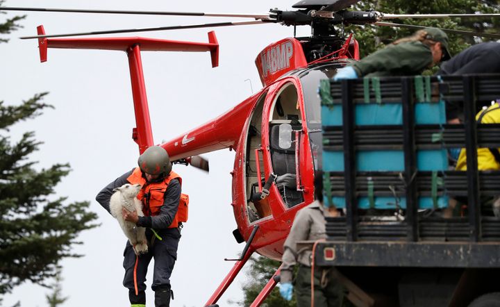 As others tend to two adult mountain goats on a flatbed truck in front of him, Derrick Halsey, a wildlife capture specialist known as a "mugger," carries a kid mountain goat from a helicopter.