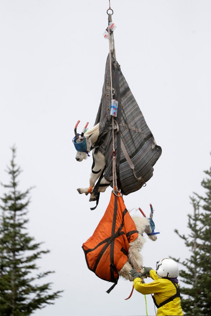 Olympic National Park Wildlife Branch Chief Patti Happe reaches toward a pair of mountain goats, including a billy, top, and a nanny, to settle them on the back of a truck.