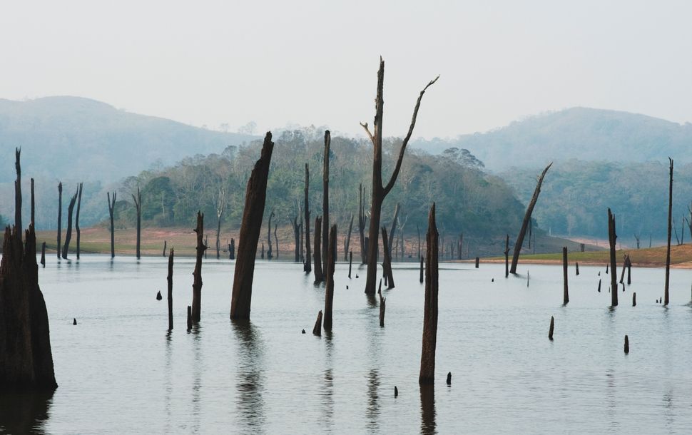 A view of the Thekkady lake in Kerala. 
