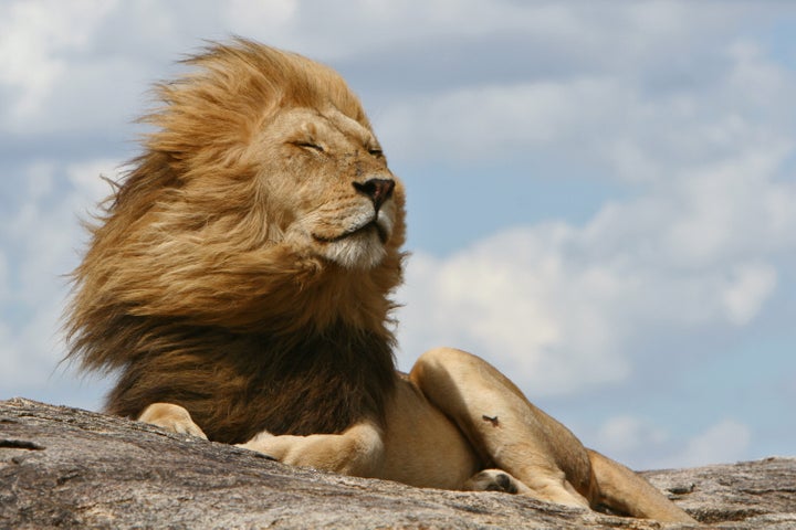 O Parque Serengeti, na Tanzânia, serviu de inspiração para o filme <i>O Rei Leão</i>.