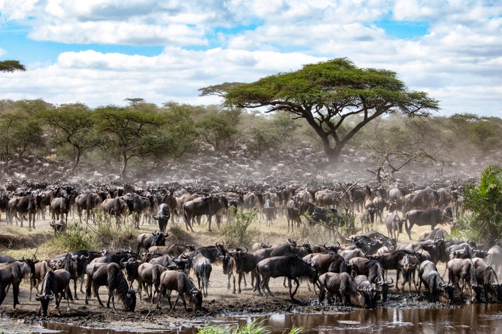 O Serengeti é patrimônio mundial da Unesco.