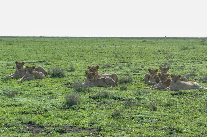 Além de leões, outro animais como hipopótamos, elefantes, hienas e girafas podem ser vistos no local. 