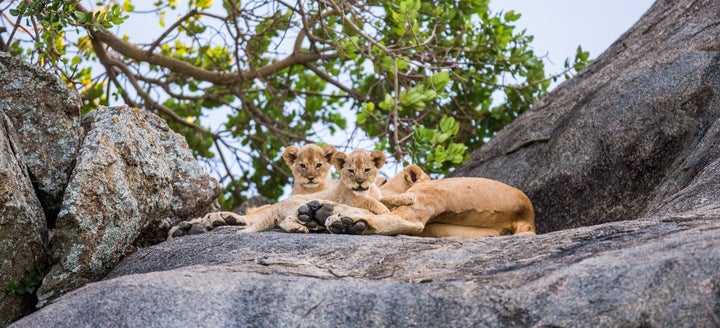 O nome Serengeti significa “imensas planícies”.