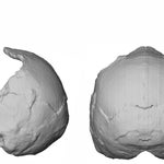 Kρανίο 210.000 ετών στη Μάνη - Το αρχαιότερο δείγμα σύγχρονου ανθρώπου στην