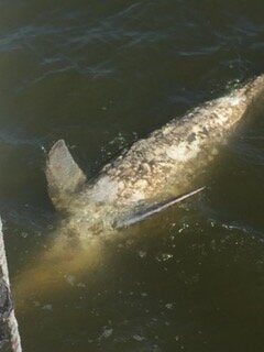 Fishermen report finding some dead dolphins covered in painful skin lesions that scientists have linked to freshwater exposure.