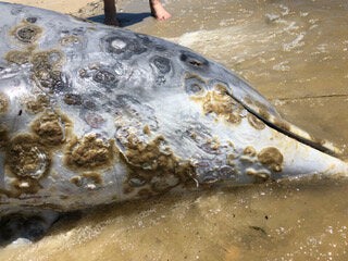 Dolphins have been dying in huge numbers across the Gulf Coast region — nearly 300 this year already.