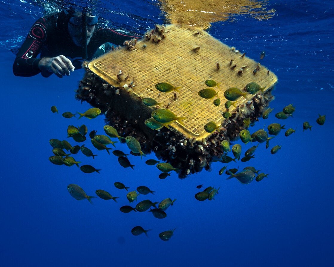 Swimmer Ben Lecomte finds a plastic crate surrounded by fish.