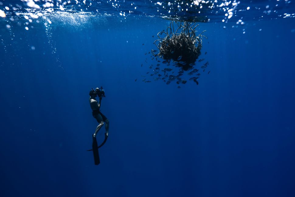A member of the Vortex Swim team photographs an abandoned fishing net bobbing near the surface.