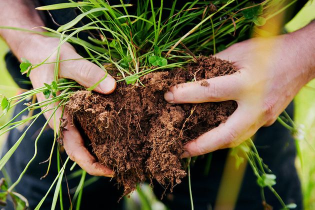 Tom Tolputt holds soil from his regenerative farm. This dense and vibrant soil shows deep root systems...