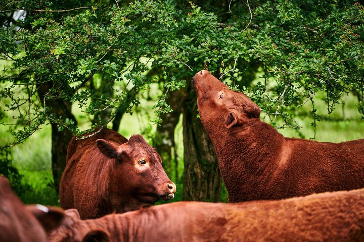 A breed of cow called Red Rubies, which has been bred over centuries to survive on the marshy wetlands in Devon.