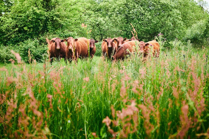 There is at least one acre of land per cow at this farm that uses regenerative production in North Devon in the U.K.