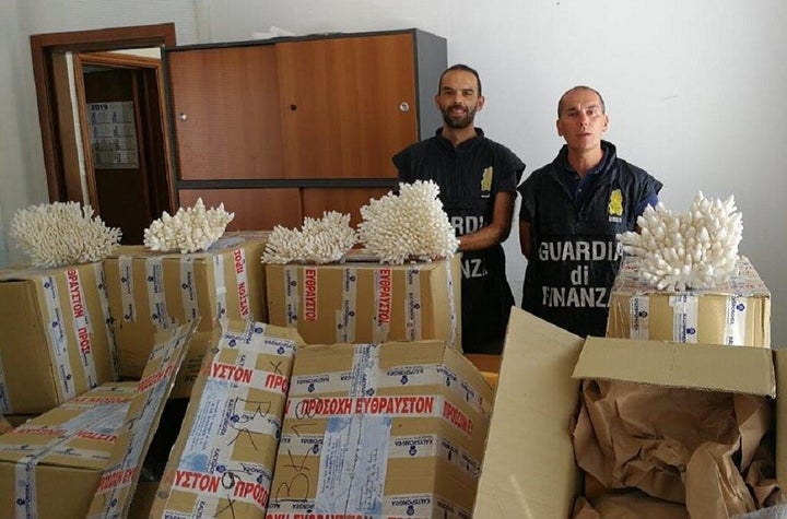 Coral being smuggled from Greece to France were detected by the Italian Guardia di Financa during customs inspection on a ves