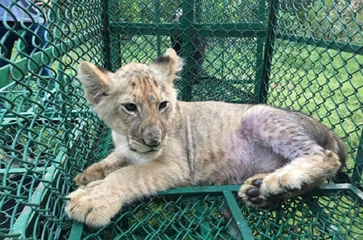 A lion cub was detected in India by the Wildlife Crime Control Bureau and West Bengal Forest Department on its way to the Uni