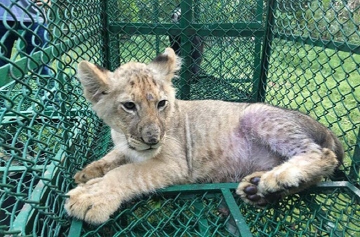 A lion cub was detected in India by the Wildlife Crime Control Bureau and West Bengal Forest Department on its way to the United Kingdom from Bangladesh.