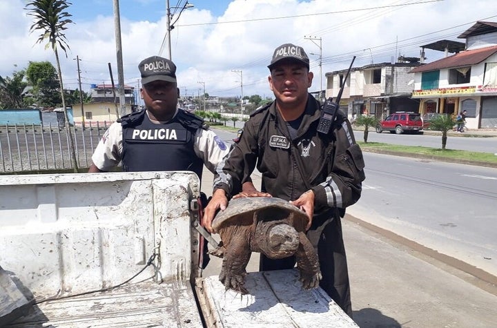A snapping turtle intercepted by Ecuador’s environmental police during special checkpoint inspections in Santo Domingo