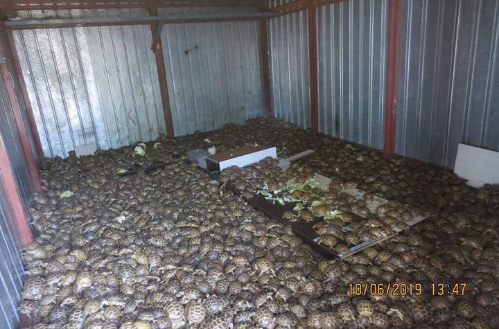 As part of Operation Thunderball in Russia, authorities seized 4,100 Horfield's tortoises in a container in transit from Kazakhstan.
