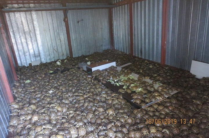 As part of Operation Thunderball in Russia, authorities seized 4,100 Horfield's tortoises in a container in transit from Kaza