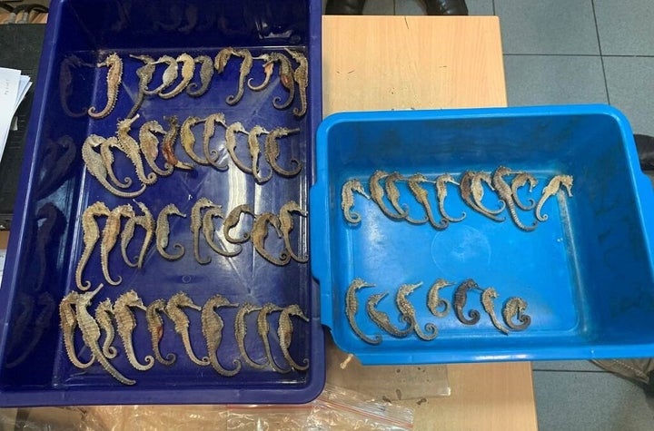 Dried seahorses being smuggled from Indonesia to Vietnam were detected by airport customs during X-ray luggage inspection and seized by Singapore’s Immigration and Checkpoints Authority.