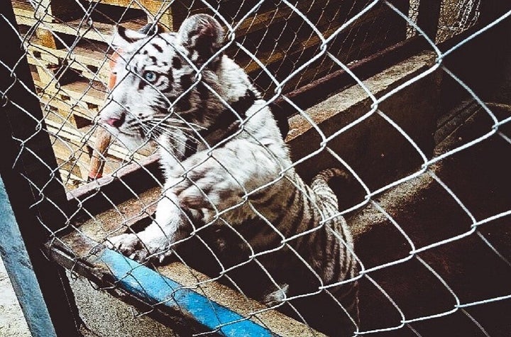 Road inspections by Mexico’s Fiscalia General de la Republica intercepted this white tiger cub concealed in a pickup va