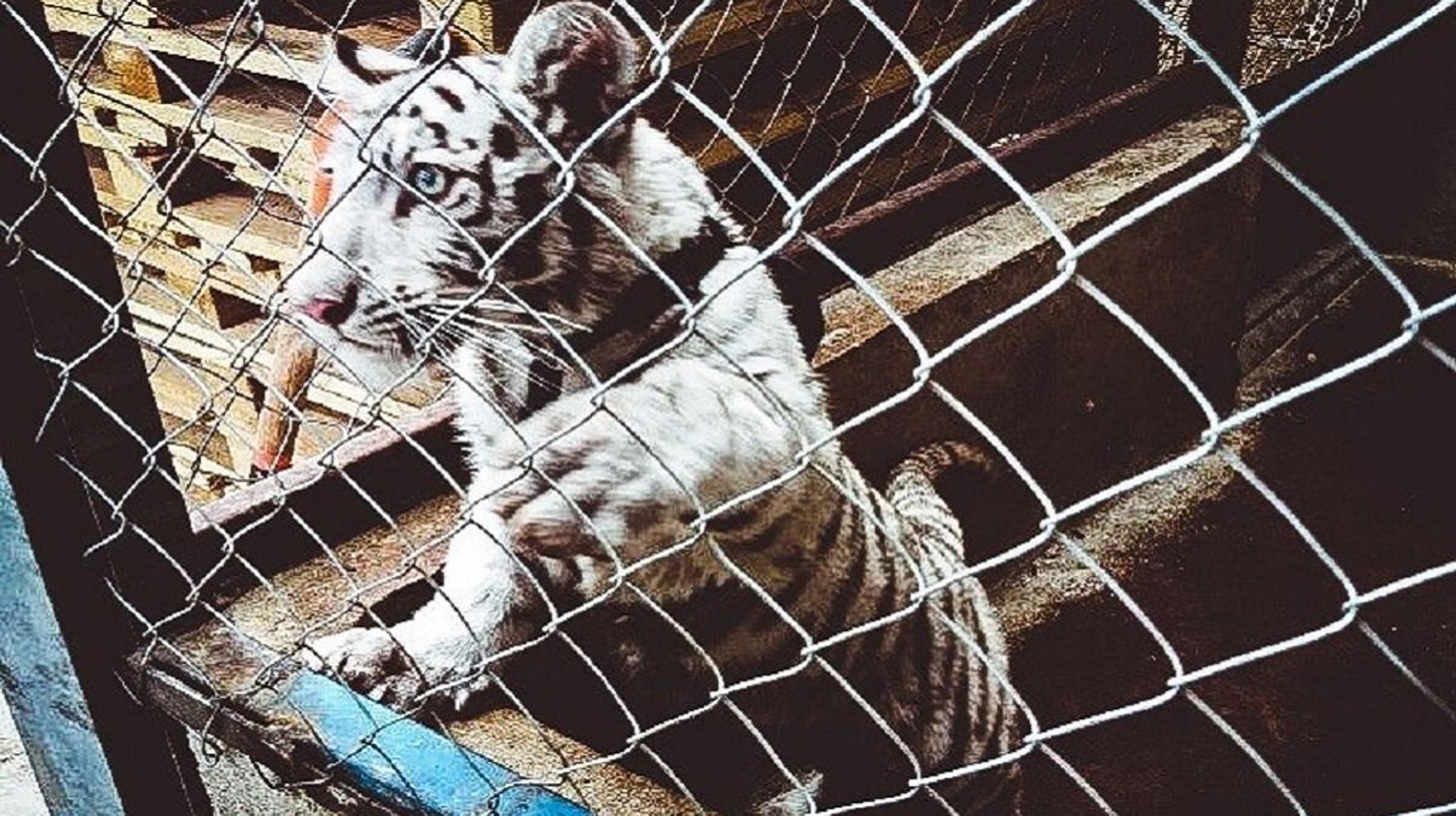 Cute tiger cubs: Man tries to smuggle the animals through Thailand 