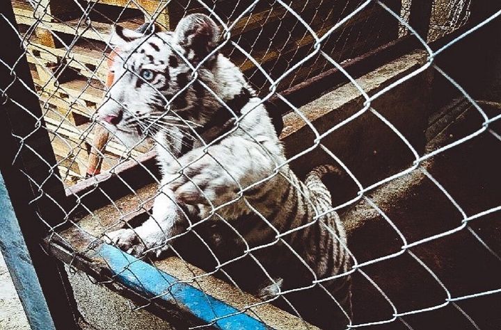 Road inspections by Mexico’s Fiscalia General de la Republica intercepted this white tiger cub concealed in a pickup van.