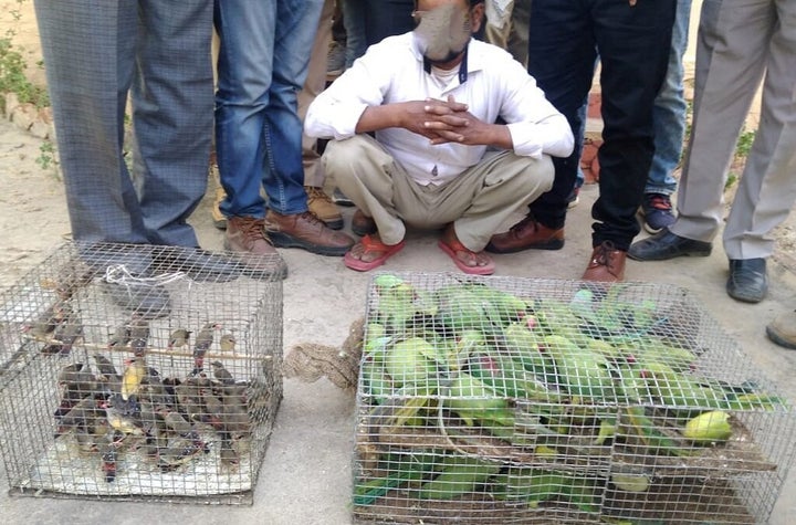 Live parakeets and munias seized by India’s Wildlife Crime Control Bureau during road checkpoint inspections.