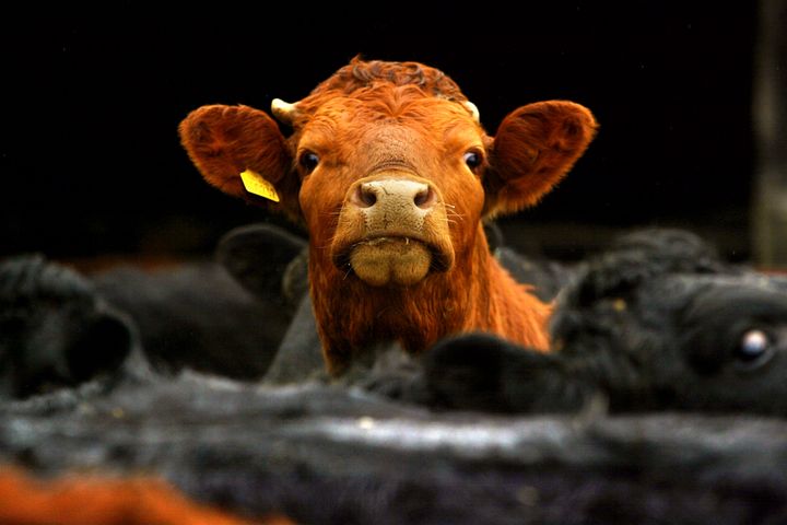 Millions of cows were culled in the UK in the 1990s during a BSE epidemic