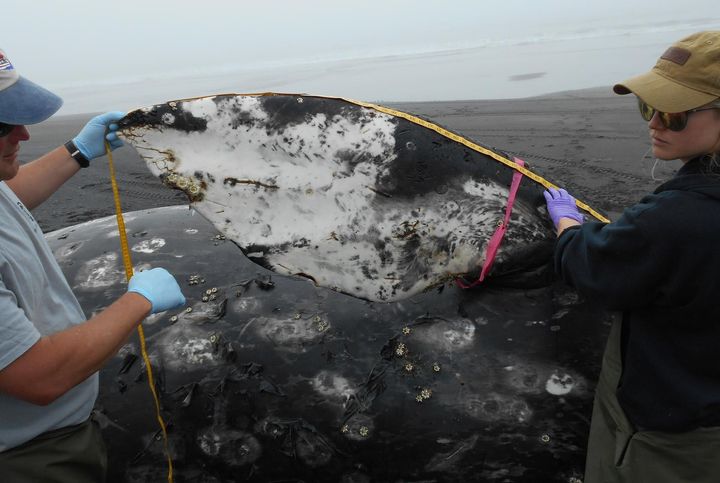 Members of a necropsy team measure the pectoral fin of a dead gray whale found at Surfers Beach on Kodiak Island. It was the 16th confirmed dead gray whale in Alaska in 2019.