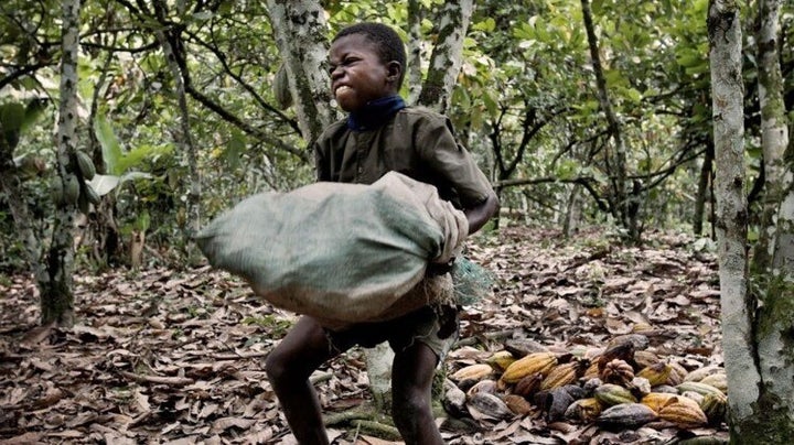 Un niño trabaja recolectando cacao.