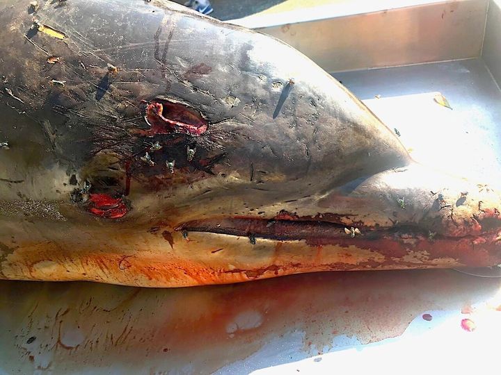 This adult male bottlenose dolphin died of a head wound that penetrated his brain. Now authorities are on a hunt to find who is responsible.