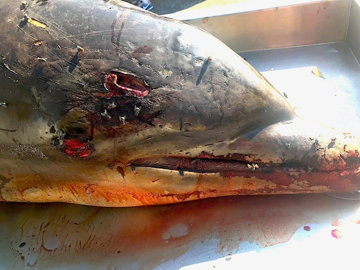 This adult male bottlenose dolphin died of a head wound that penetrated his brain. Now authorities are on a hunt to find who