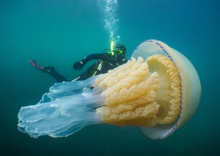 The sting of the barrel jellyfish is not harmful to humans