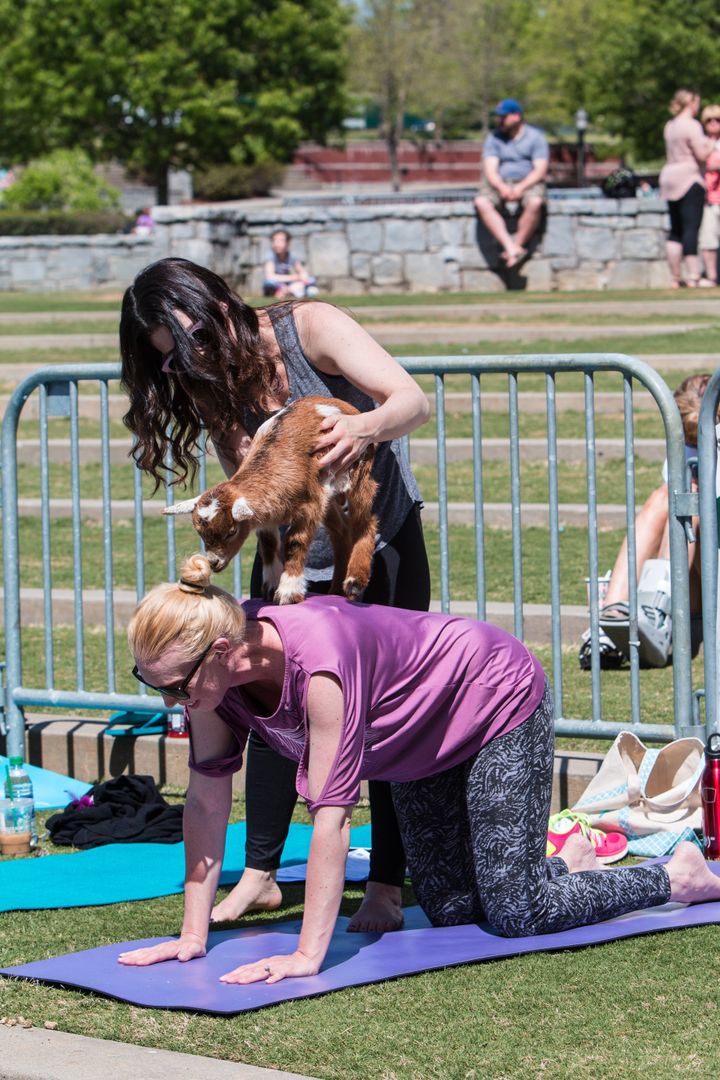 A woman places a baby goat on the back of a kneeling woman as part of a goat yoga class in a public park on April 29, 2018 in Suwanee, GA.