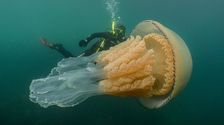 Wildlife Biologist Spots Giant Jellyfish The Size Of A Human