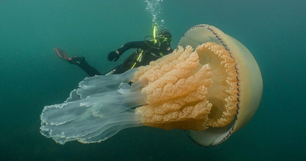 人間サイズの巨大クラゲと一緒に泳いだら、謙虚な気持ちになりました