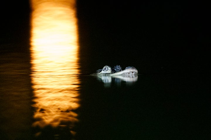 Chance the Snapper swims at Humboldt Park days before his ultimate capture.