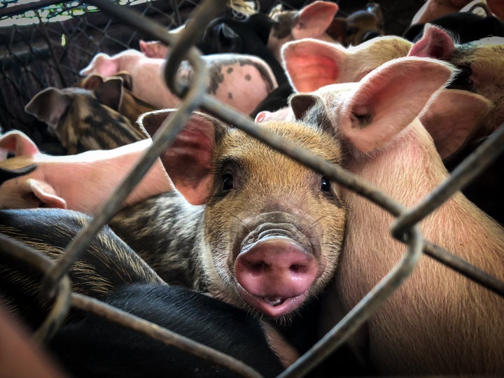 Amid global species decline, livestock numbers are growing. Industrial farming is a major contributor to climate change.