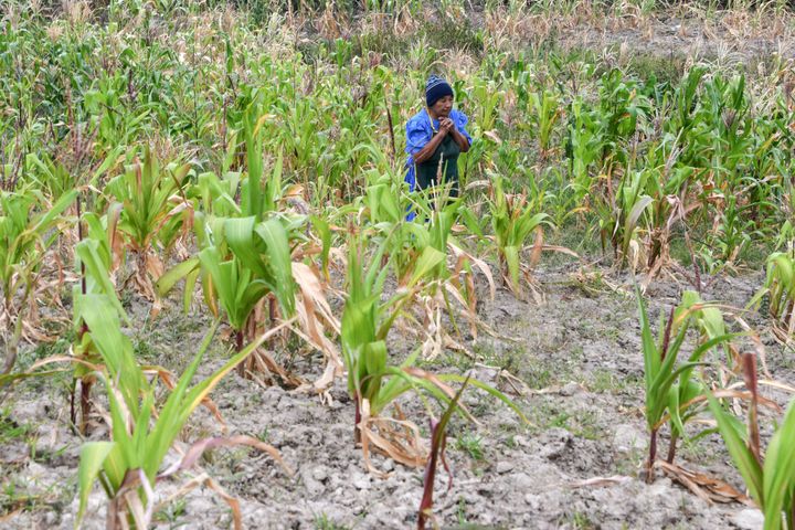 Santos Rodriguez, 70, walks through a cornfield affected by drought in Honduras on Aug. 15, 2018.