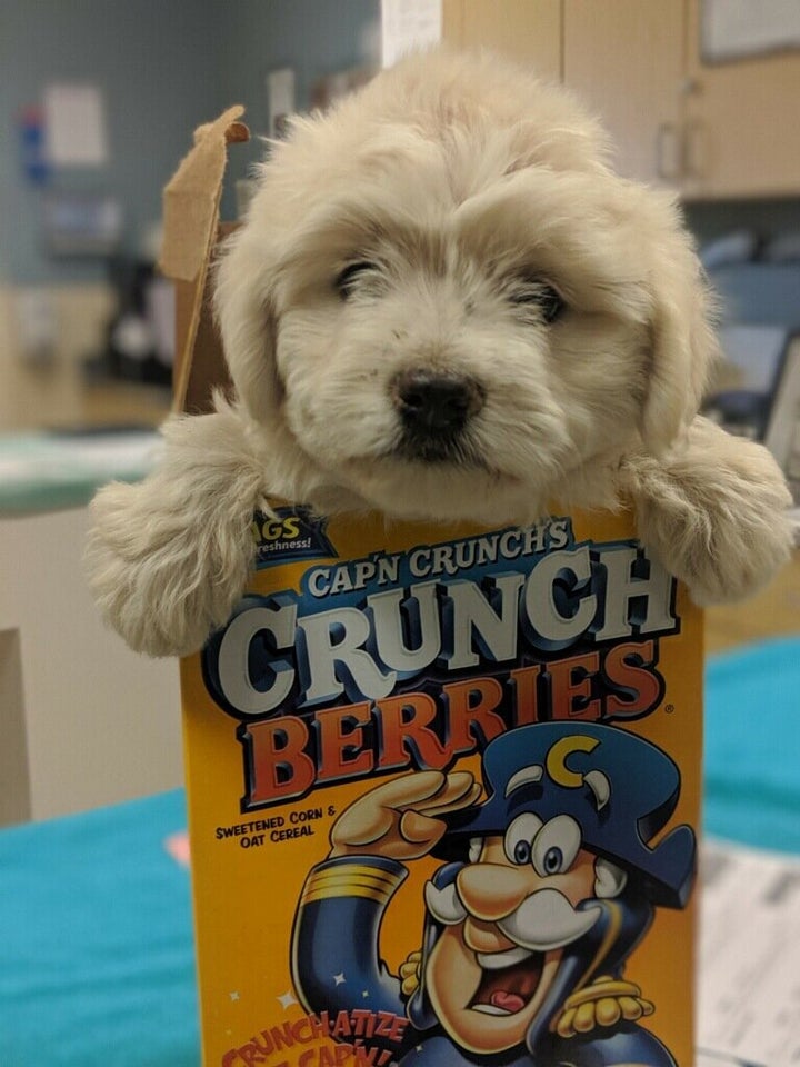 Puppy Brought To Animal Shelter In Cereal Box Has Found A New Home