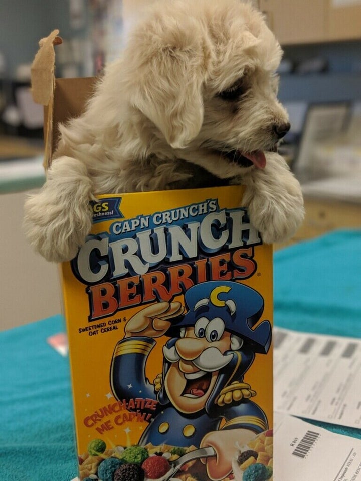 puppy in cereal box razz berry