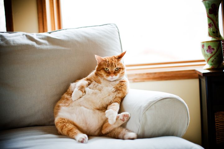 A large orange cat reclines on a couch.
