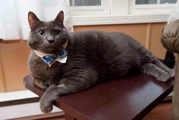 Tiny the cat, whose owners live in Rusagonis, N.B., made headlines around the world for his weight-loss journey. He's pictured here in 2012.