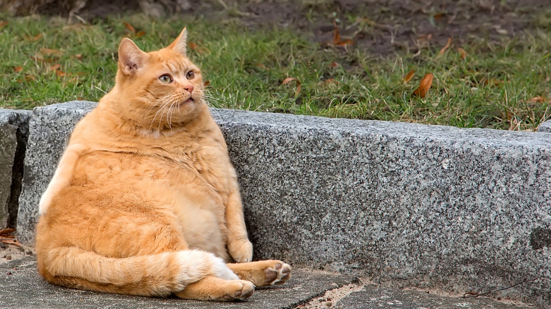 Avoir Images Les Chats Sont Plus Gros Qu Avant Huffpost Quebec Vivre dernière salutations