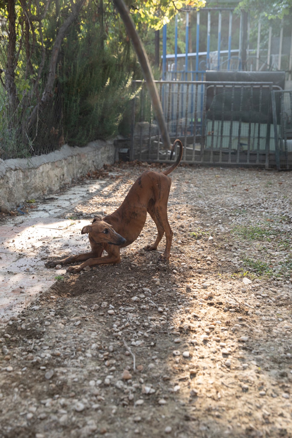 &ldquo;Este cachorrito se salv&oacute; porque parec&iacute;a mestizo y no galgo. Estaba en una feria...