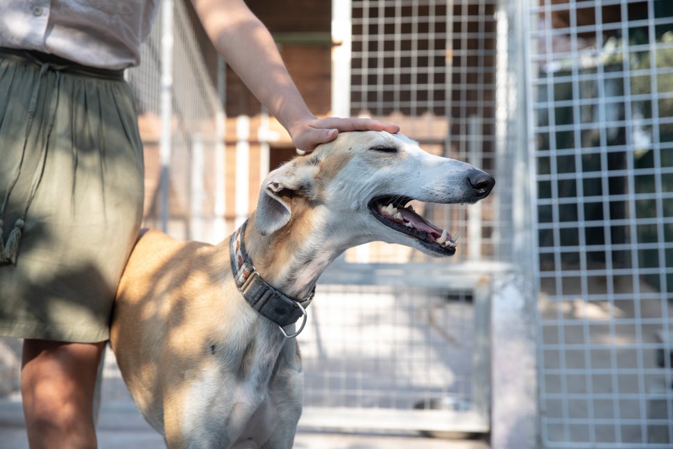 Del abandono al capricho: el doble drama de ser galgo (y