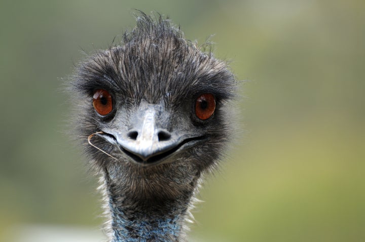 Not the emu in question.